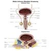 Anterior view and sagittal view of male urinary bladder Poster Print by Alan GesekStocktrek Images (24 x 32) view 1