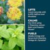 LifeSeasons - Mood Stabili-T - Positive Mood Booster - Enhanced Calmness and Happiness - Relaxed and Balanced Mind - Contains Rhodiola, Ginkgo Biloba, and Vitamin D3 - (60 Capsules) view 4