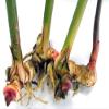 1 LIVE RHIZOME Alpinia Galanga Spicy Thai Ginger Herb used in cook view 1