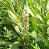 1 LIVE RHIZOME Alpinia Galanga Spicy Thai Ginger Herb used in cook view 2