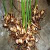 1 LIVE RHIZOME Alpinia Galanga Spicy Thai Ginger Herb used in cook view 3