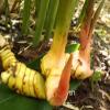 1 LIVE RHIZOME Alpinia Galanga Spicy Thai Ginger Herb used in cook view 4