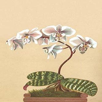 Phalaenopsis schilleriana is a plant of the orchid genus Phalaenopsis and an endemic species to Philippines It has lilac flowers Poster Print by HG Moon (24 x 36)