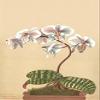 Phalaenopsis schilleriana is a plant of the orchid genus Phalaenopsis and an endemic species to Philippines It has lilac flowers Poster Print by HG Moon (24 x 36) view 1
