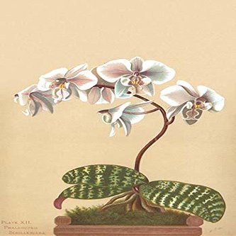 Phalaenopsis schilleriana is a plant of the orchid genus Phalaenopsis and an endemic species to Philippines It has lilac flowers Poster Print by HG Moon (18 x 24)