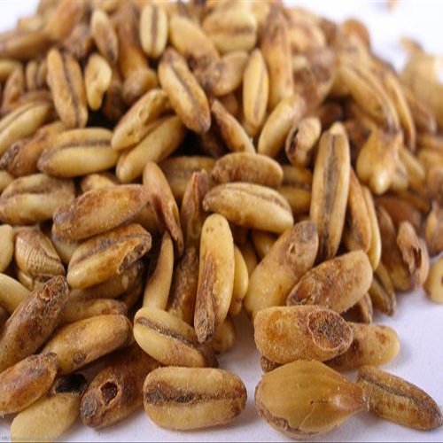 5 lb Golden Naked Oats Malt
