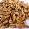 5 lb Golden Naked Oats Malt view 1