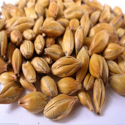 5 lb Crystal 40 L Malt