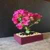 Indoorbonsaiandexotics bougainvillea bonsai trree view 1
