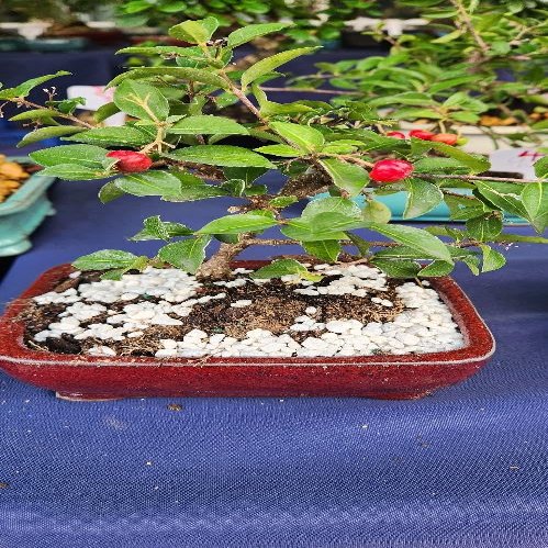Indoorbonsaiandexotics Indoor Large Cherry Bonsai Tree for Beginners (Indoors)