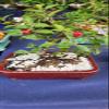 Indoorbonsaiandexotics Indoor Large Cherry Bonsai Tree for Beginners (Indoors) view 1