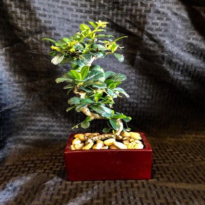 Indoorbonsaiandexotics imported styled fukien tea from china in 6 or 8 inch pot