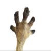 Kangaroo Paw Back Scratcher view 3