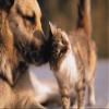 Allergy Pills for Cats - Allergy Relief Pets - for Dogs and Cats - Amazing Formula - Chewy Tablets - cat Skin Allergy - 2 Bottle (150 Chews) view 4