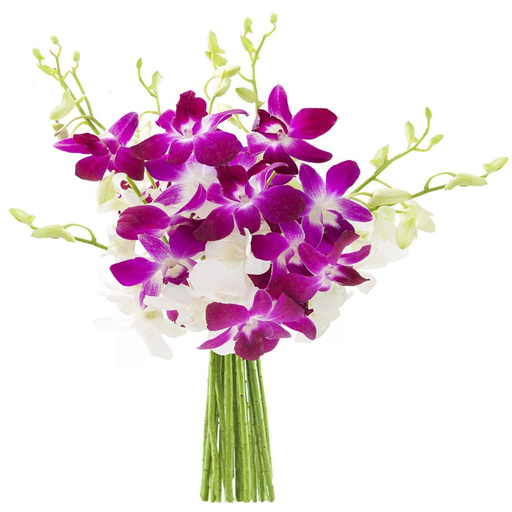 Blooms2Door PRIME NEXT DAY DELIVERY - Mothers Day Collection - Exotic Opal Orchid, 5 Count.Gift for Birthday, Thank You, Valentine, Mothers Day Fresh Flowers
