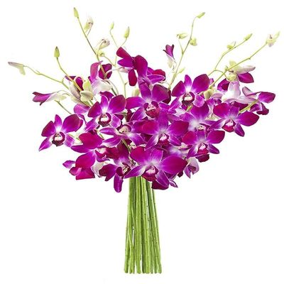 Blooms2Door - The Ultimate Purple Orchid - Fresh Flowers for Birthday, Valentine's & Mother's Day
