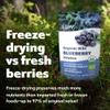LOOV Organic Wild Blueberry Powder - 29-Day Supply, 6 Oz, Good for Smoothie & Breakfast, Freeze-Dried, from Northern Europe, No Added Sugar view 3