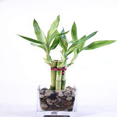 Athena's Garden BA-5BSS06-SQ4-PRSM Polished Stones Good Health Bamboo Arrangement, One Size, Green/Red/White