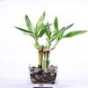 Athena's Garden BA-5BSS06-SQ4-PRSM Polished Stones Good Health Bamboo Arrangement, One Size, Green/Red/White view 1