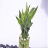 Athena's Garden BA-5BSS06-SQ4-PRSM Polished Stones Good Health Bamboo Arrangement, One Size, Green/Red/White view 2