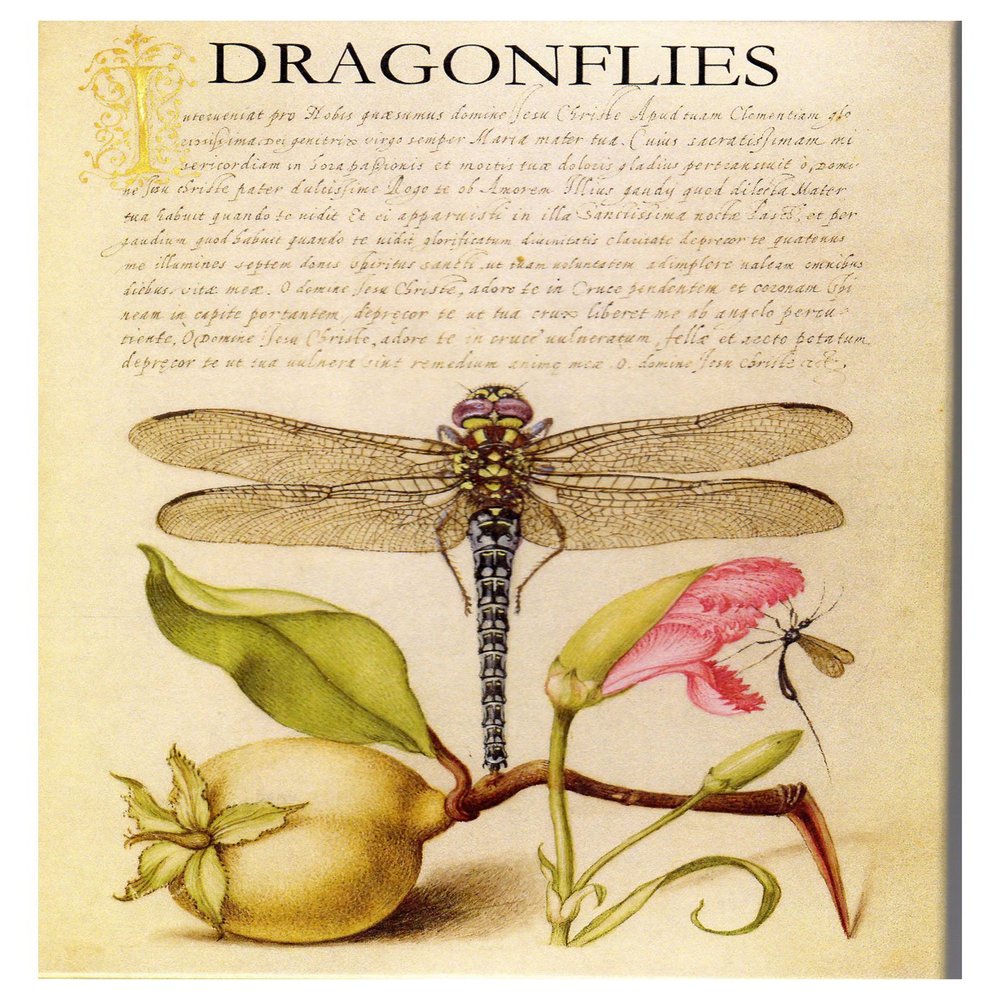 Greeted Card Collection Dragonflies Note Cards - Boxed Set of 16 Note Cards with Envelopes