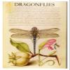 Greeted Card Collection Dragonflies Note Cards - Boxed Set of 16 Note Cards with Envelopes view 1