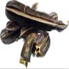 Fruit des 4 cote, TETRAPLEURA TETRAPTERA, Prekese view 1