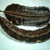 Fruit des 4 cote, TETRAPLEURA TETRAPTERA, Prekese view 2
