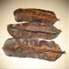 Fruit des 4 cote, TETRAPLEURA TETRAPTERA, Prekese view 4