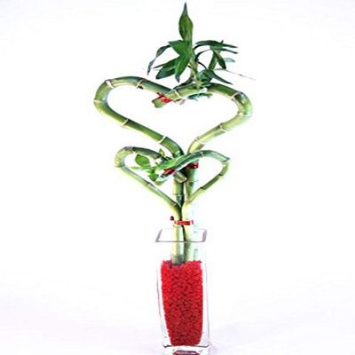 Athena's Garden BA-HS08-HCZ430MP Heart Bamboo in Pink Pot, One Size, Green/Pink