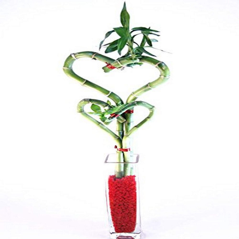 Athena's Garden BA-HS08-HCZ430MP Heart Bamboo in Pink Pot, One Size, Green/Pink