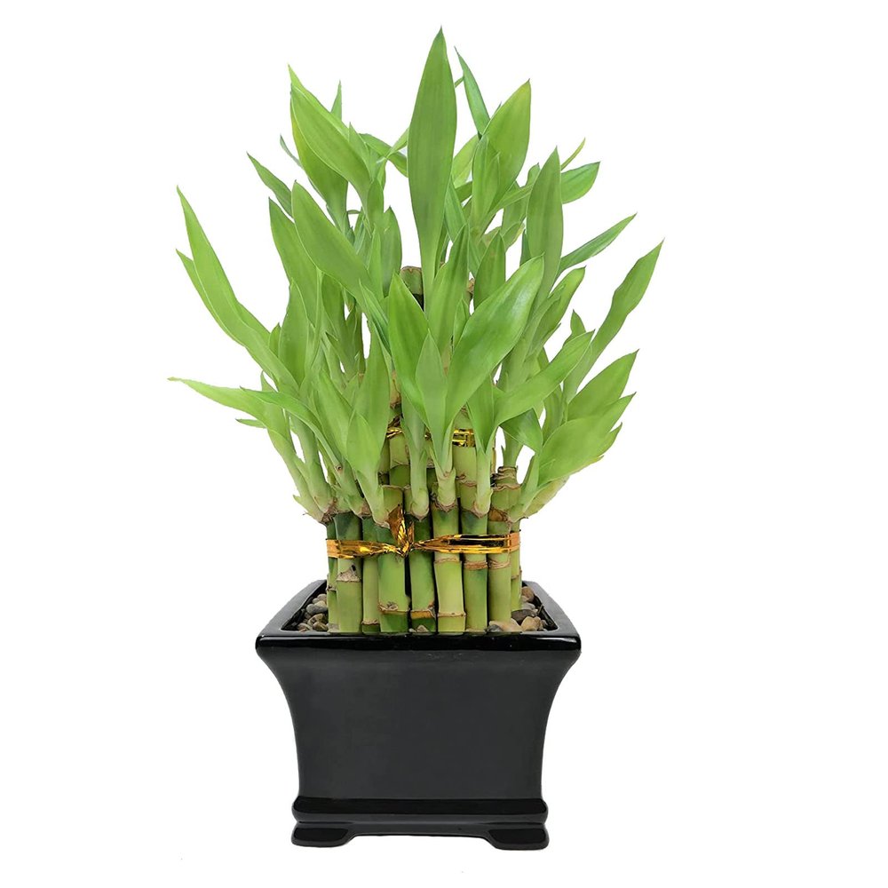 Athena's Garden Classic Three Layer Lucky Bamboo Plant Indoor Live Tower in Black Ceramic Container