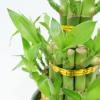 Athena's Garden Classic Three Layer Lucky Bamboo Plant Indoor Live Tower in Black Ceramic Container view 2