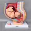 Human Female Pelvic Section Pregnancy Anatomical Model Nine Months Baby Fetus Model Life Size with Removable Organs 4-Parts view 1
