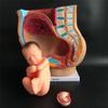 Human Female Pelvic Section Pregnancy Anatomical Model Nine Months Baby Fetus Model Life Size with Removable Organs 4-Parts view 2
