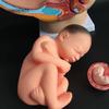 Human Female Pelvic Section Pregnancy Anatomical Model Nine Months Baby Fetus Model Life Size with Removable Organs 4-Parts view 3