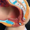 Human Female Pelvic Section Pregnancy Anatomical Model Nine Months Baby Fetus Model Life Size with Removable Organs 4-Parts view 4