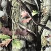 Club Pack Next Camo G1 Printed Luncheon Size Paper Napkins Box of 192 view 2