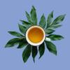 Ambrosia White Tea, Pai Mu Tan Loose Leaf - Low Caffeine, Antioxidant Rich, Hot & Iced | bulk 8oz, 80-100 cups | The Spice Hut, First Sip of Tea view 3