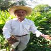 4 oz Belizean Turmeric Curcumin Powder view 3