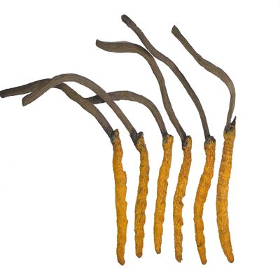 GinsengStoreAndMore Wild Cordyceps, Whole Himalyan Cordyceps Sinensis Mushroom, Genuine and Very Rare, High Grade, Boost Energy, Reduce Stress for Men and Women, 3 Grams