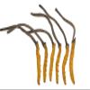GinsengStoreAndMore Wild Cordyceps, Whole Himalyan Cordyceps Sinensis Mushroom, Genuine and Very Rare, High Grade, Boost Energy, Reduce Stress for Men and Women, 3 Grams view 1
