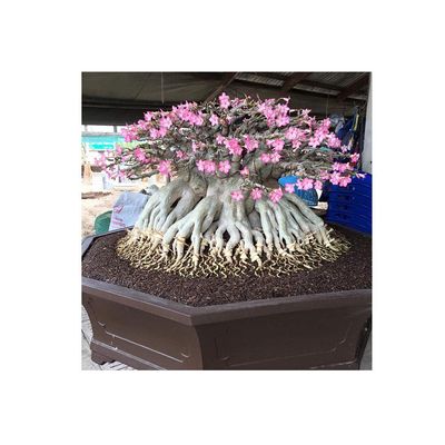 Set of 4 Adenium Thai Socotranum Desert Rose Bonsai Tree Plants Decor Registered Track Online 100% Guarantee Satisfaction