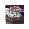 Set of 4 Adenium Thai Socotranum Desert Rose Bonsai Tree Plants Decor Registered Track Online 100% Guarantee Satisfaction view 1