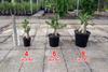 Set of 4 Adenium Thai Socotranum Desert Rose Bonsai Tree Plants Decor Registered Track Online 100% Guarantee Satisfaction view 2