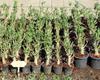 Set of 4 Adenium Thai Socotranum Desert Rose Bonsai Tree Plants Decor Registered Track Online 100% Guarantee Satisfaction view 3