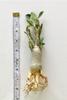 Set of 4 Adenium Thai Socotranum Desert Rose Bonsai Tree Plants Decor Registered Track Online 100% Guarantee Satisfaction view 4