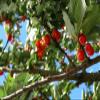 Coffee Fruit Tea - Cascara - superfood with antioxidants - 1lb - WHOLE DRIED COFFEE FRUIT for cold or hot brew - by Twin Engine Coffee view 4
