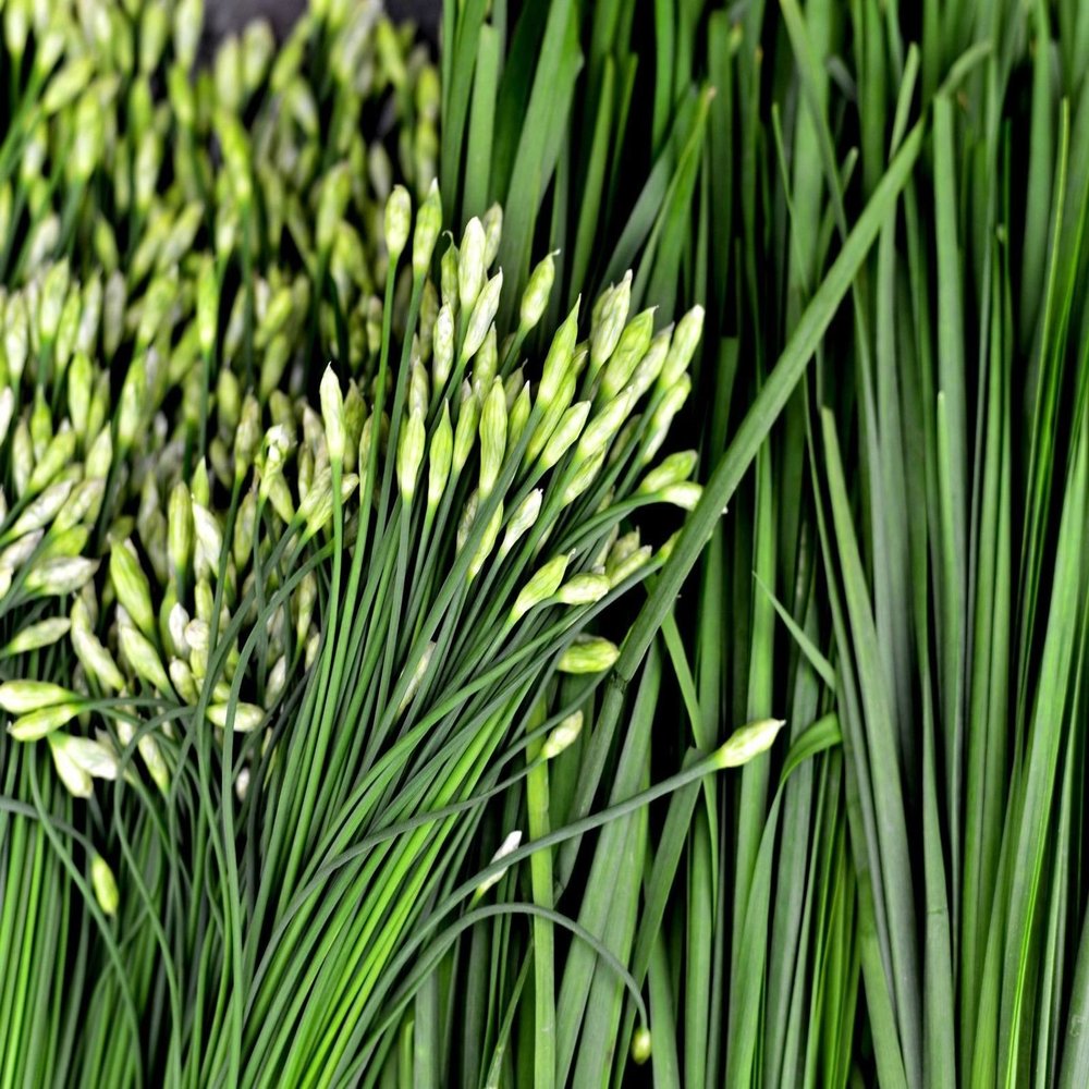 250++ Garlic Chives Seeds Herb Allium Tuberosum Non GMO