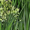 250++ Garlic Chives Seeds Herb Allium Tuberosum Non GMO